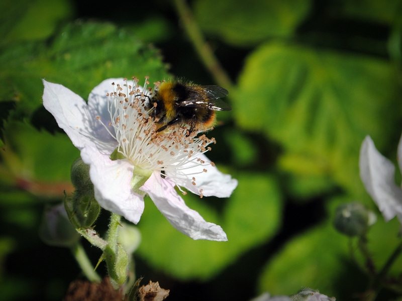 Nikon Bees 150615 (19)